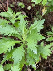 Argyranthemum pinnatifidum image