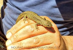 Pleurodeles nebulosus