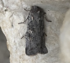 Lithophane antennata