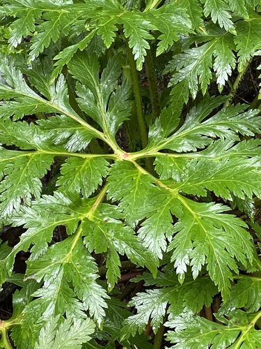 Madeira Island Geranium