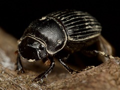Copris minutus