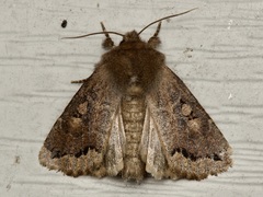 Orthosia garmani