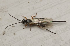 Earinus limitaris
