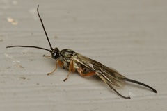 Earinus limitaris