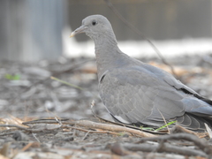 Columba palumbus