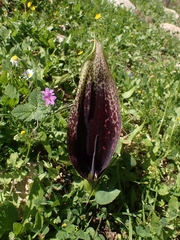 Arum dioscoridis