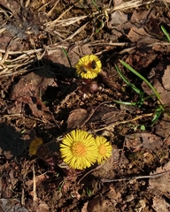 Tussilago farfara