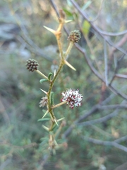 Mimosa ramulosa