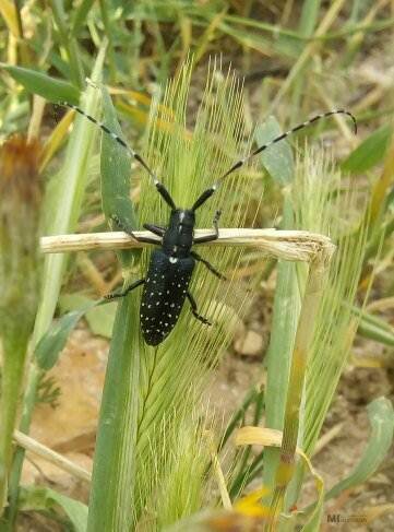Agapanthia irrorata photo 2