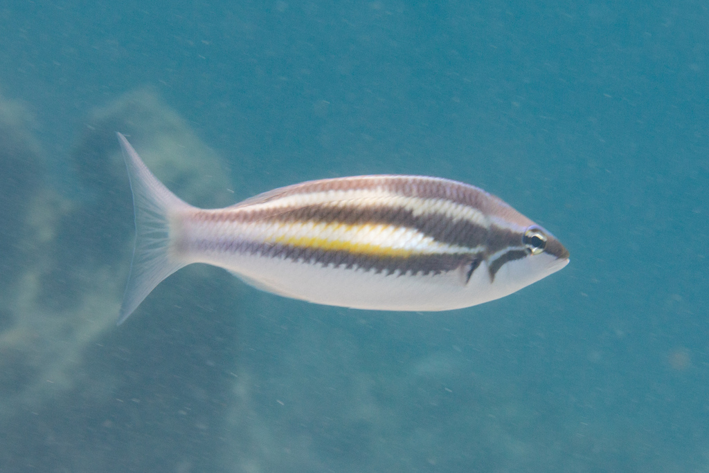 Driestreep-draadstaart (Pentapodus trivittatus) — Nemipteridae