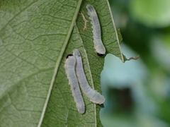 Seseria formosana