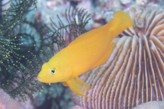 Pseudochromis fuscus