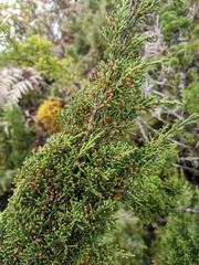 Juniperus tsukusiensis taiwanensis