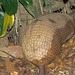 Greater Naked-tailed Armadillo - Photo (c) João Menezes, some rights reserved (CC BY-NC-SA), uploaded by João Menezes