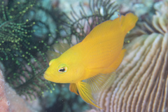 Pseudochromis fuscus