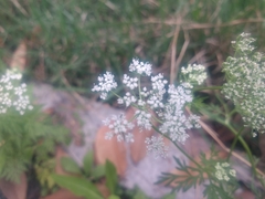 Cnidium monnieri