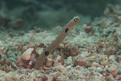 Heteroconger hassi
