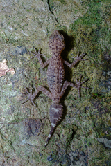 Phyllurus nepthys