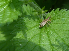 Nabis rugosus
