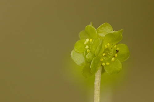 Muskusinis ūksminas nuotrauka