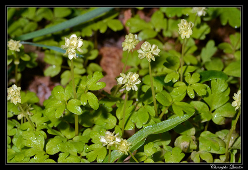 Muskusinis ūksminas nuotrauka