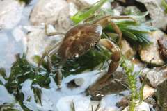 Pseudothelphusa dugesi