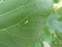Argyresthia oreasella