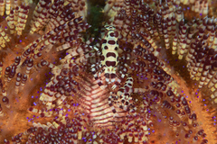 Periclimenes colemani