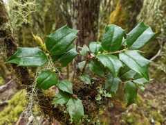 Ilex bioritsensis