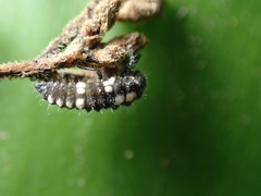 Oenopia