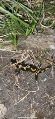 Salamandra salamandra