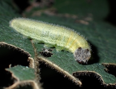 Abraximorpha davidii