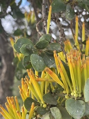 Agelanthus pungu