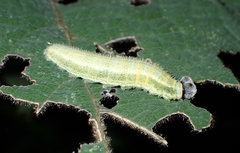 Abraximorpha davidii