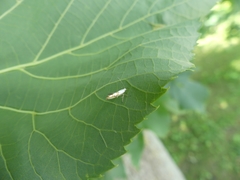Argyresthia oreasella