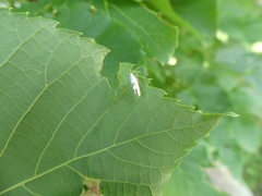 Argyresthia oreasella