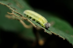 Abraximorpha davidii