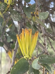Agelanthus pungu