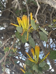Agelanthus pungu
