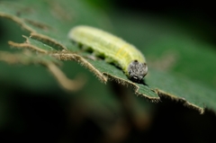 Abraximorpha davidii