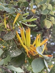 Agelanthus pungu