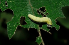 Abraximorpha davidii