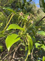 Strophanthus divaricatus