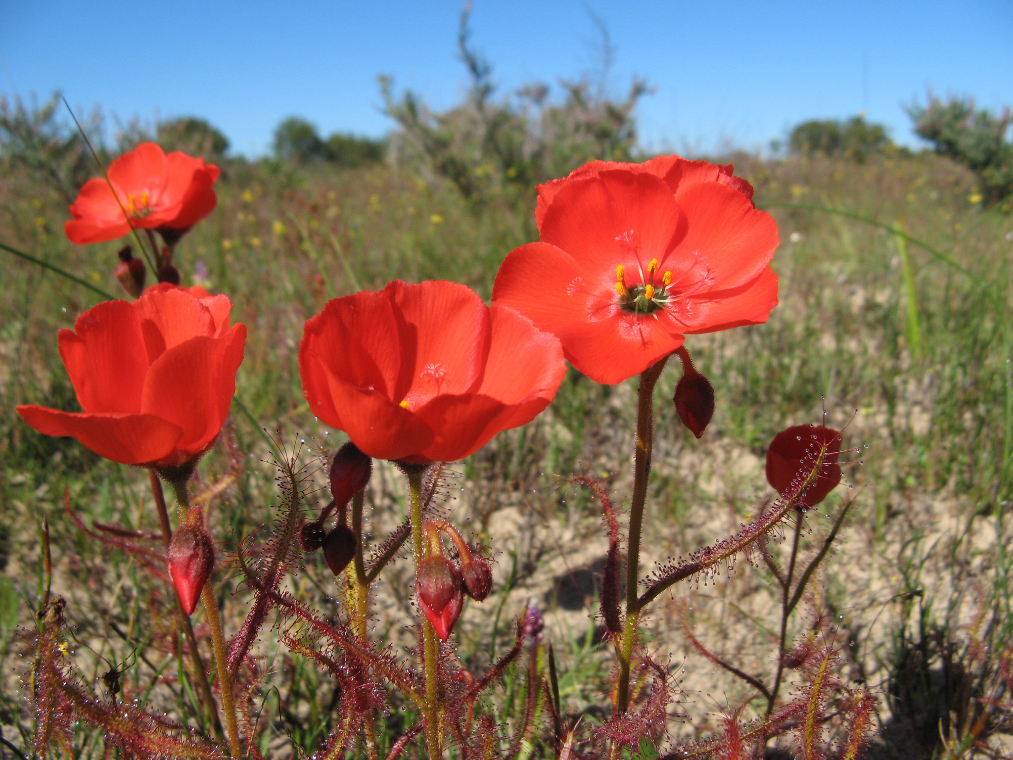 Drosera cistiflora 'Dark Red'