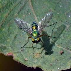 Chrysosoma leucopogon