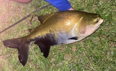 Colossoma macropomum