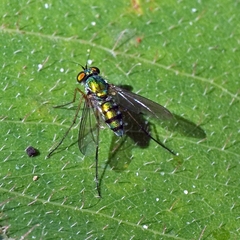 Chrysosoma leucopogon