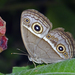Mycalesis gotama - Photo (c) Vijay Anand Ismavel, algunos derechos reservados (CC BY-NC-SA)