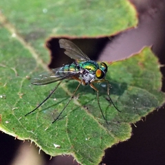 Chrysosoma leucopogon