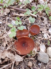 Dumontinia